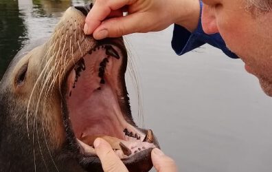 Wat de dierenwereld je kan leren over burn-out en leiderschap