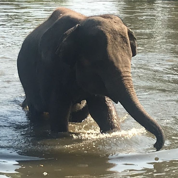 Olifant gedrag Robert van Schie