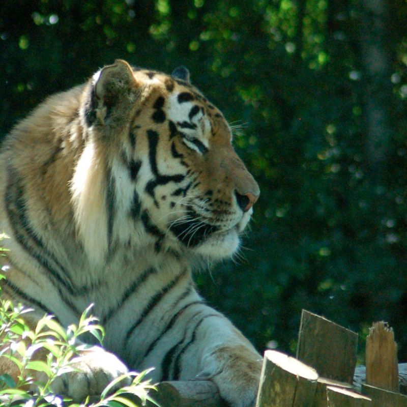 Tijger leiderschap Robert van Schie diergedragskundige dierengedrag diergedragstherapeut