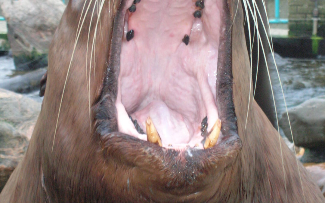 Leren van dierentraining. Sterker leiderschap en betere samenwerking