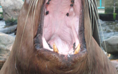 Leren van dierentraining. Sterker leiderschap en betere samenwerking