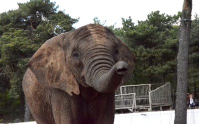 Wat een olifant je leert over rust en aandacht